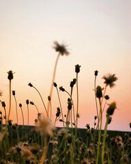 dandelion in the sunset