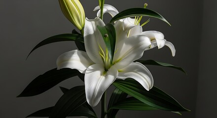 Fototapeta premium A close up of a white lily flower with green leaves and a bud against dark background