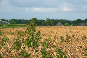 Landscape with field of Wheat with lots of Melde, a noxious weed