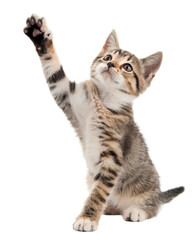 Cute Tabby Kitten Reaching Up