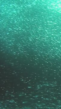 Witness enchanting movement of lively school of tuna as they glide through turquoise depths of Philippines. Underwater world comes alive with their playful dance among shimmering aquatic life.