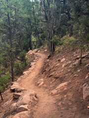 Winding Forest Trail Through Rugged Pine Woods