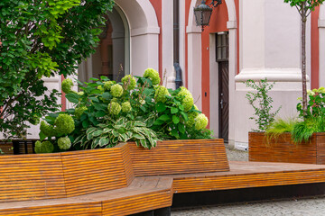Wooden city bench surrounded by greenery and blooming hydrangeas in front of a historic townhouse.