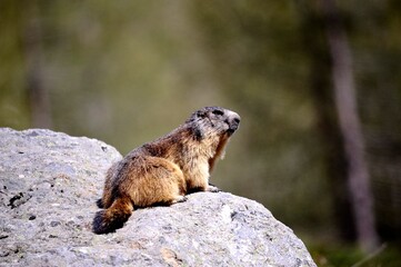 marmot in the mountains