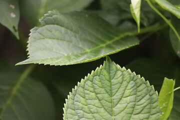 Gros plan sur des feuilles vertes. ©charlottehndz