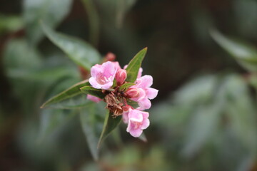 Gros plan sur une fleur. ©charlottehndz