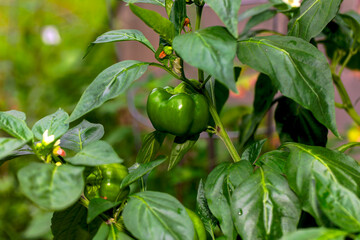 Green bell peppers, also known as sweet peppers or simply peppers, are the immature fruits of the Capsicum annuum plant