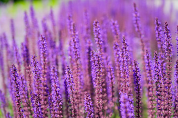 Fototapeta premium Salvia pratensis, the meadow clary or meadow sage. Close-up purple sage Salvia nemorosa sways in the wind blossoms and buds with blurry foreground and background