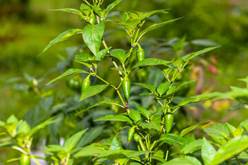 The jalapeño medium-sized chili pepper in the garden