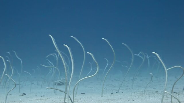 Explore mesmerizing colony of sea sand eels gracefully swaying on seabed of Red Sea. These unique creatures showcase their delicate forms, blending seamlessly into vibrant underwater landscape.