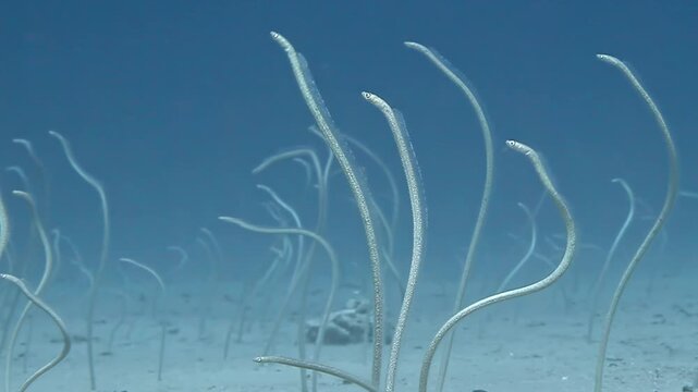 Witness a mesmerizing colony of sea sand eels gracefully swaying on the seabed of the Red Sea. These fascinating creatures demonstrate a unique behavior as they thrive in their underwater habitat.