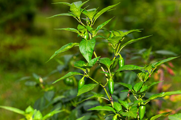 The jalapeño medium-sized chili pepper in the garden