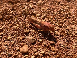 Insect blends perfectly with natural environment.