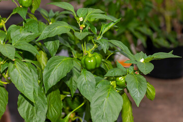 Green bell peppers, also known as sweet peppers or simply peppers, are the immature fruits of the Capsicum annuum plant