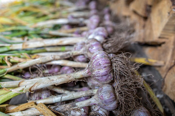 Garlic. Young garlic on the ground, freshly harvested, fresh harvest.