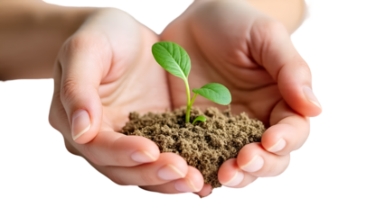 Hands Holding Green Plant with Soil Symbolizing Sustainability Isolated on White