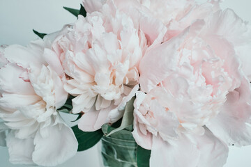 Delicate pink peonies in full bloom with soft pastel petals and lush green leaves