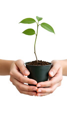 Hands Holding Green Plant with Soil Symbolizing Sustainability Isolated on White