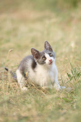 The kitten sits quietly on the ground surrounded by tall grass. Its calm pose and gentle face create a peaceful countryside image.