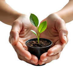 Hands Holding Green Plant with Soil Symbolizing Sustainability Isolated on White