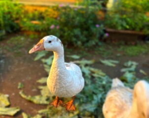 Close-up of a white goose with orange beak and feet, standing outdoors in a farm-like setting with soft evening light and shallow depth of field.
