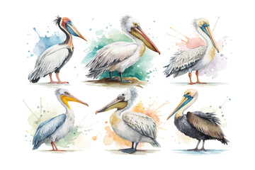 Obraz premium set of watercolor Pelican vector illustration isolated on white background