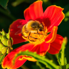 Macro shot of honeybee with fuzzy yellow and black stripes collecting nectar  