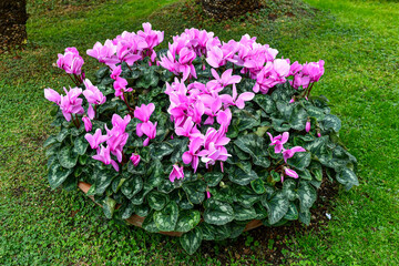 Blooming cyclamen in a large clay pot on a meadow, Sanremo (Imperia), Liguria, Italy