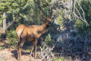Young Bull elk in Summer in Grand Canyon National Park Arizona