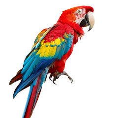Fototapeta premium Vibrant macaw perched, showcasing bright plumage