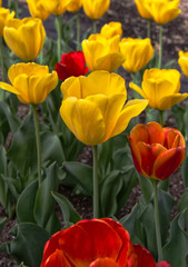 Gorgeous tulips on early spring.