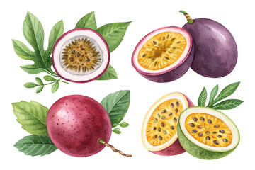 set of watercolor Passionfruit vector illustration isolated on white background