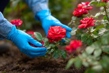 Gardener Pruning Red Roses with Blue Gloves

