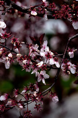 Flowing branch of the tree.