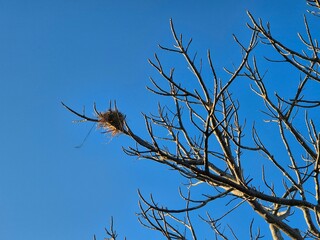 Bird nest on bare tree branch under clear blue sky in summer season