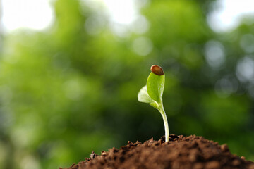 Small pumpkin sprout with seed