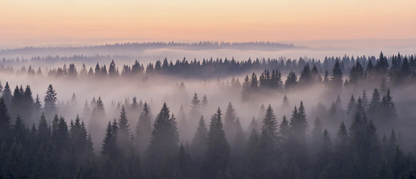 Misty pine forest at dawn, layers of trees fading into the fog, pastel pink sky glow, wide soft focus