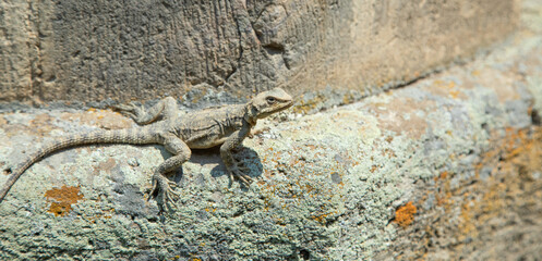 Lizard resting on rocky surface.