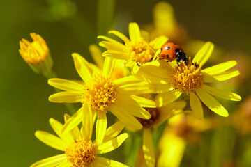 Ladybug on Yellow Daisies: A Vibrant Summer Scene.  Close-up captures a bright ladybug amidst cheerful yellow flowers, highlighting nature's delicate beauty.