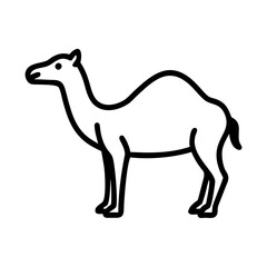 camel isolated on white