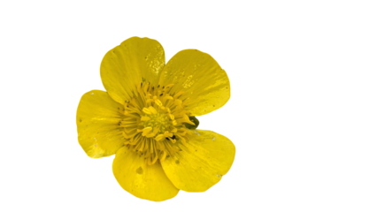 Meadow Buttercup Flower (Ranunculus acris) PNG. Bright Yellow Wildflower Element for Botanical, Spring, and Nature-Themed Designs. Transparent Background.