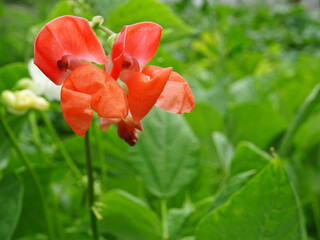 Bean plants in natural conditions, flowers on plants close-up in the field