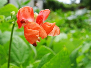 Bean plants in natural conditions, flowers on plants close-up in the field