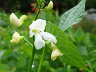 Bean plants in natural conditions, flowers on plants close-up in the field