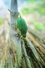Siberian beetle (Mimela (Rhombonyx) holosericea, Mimela holosericea japonica) in forests of Mongolian oak on Sakhalin Island. Russian Far East. On man finger