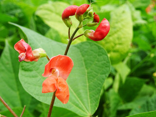 Bean plants in natural conditions, flowers on plants close-up in the field