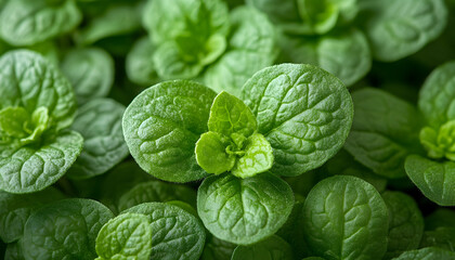 Fototapeta premium Vibrant green leaf macro natural texture and detail