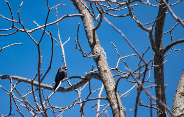 A brown headed cowbird in spring