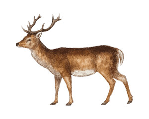 Fototapeta premium deer isolated on white