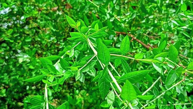 Beautiful green henna leaves (henna leaves)